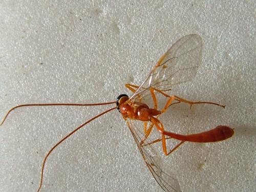 Réf. 238 901 : Enicospilus cerebrator